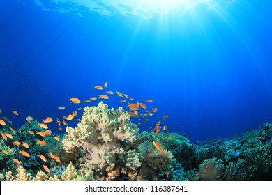 Coral Reef Scene with Tropical Fish in sunlight