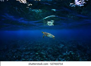 coral reef with sea turtle