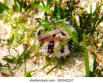 coral reef sea urchin underwater
