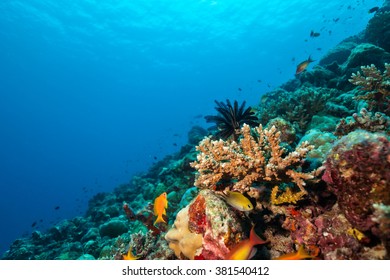 Coral reef with soft and hard corals and exotic fish on bottom of Indian ocean, Maldives. - Shutterstock ID 381540412