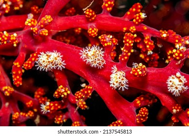 Coral reef in South Pacific closeup of of Gorgonian coral