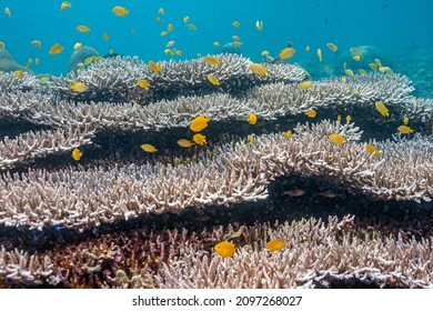Coral reef in South Pacific of coast of North Sulawesi, Indonesia