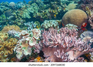 Coral reef in South Pacific of coast of North Sulawesi, Indonesia