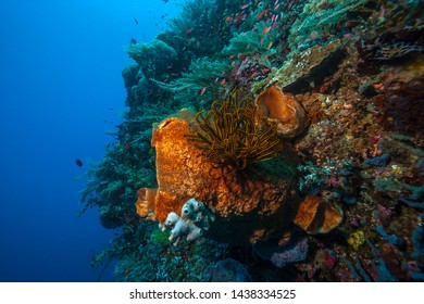 Coral reef in South Pacific in the Lembeh strait in indonesia