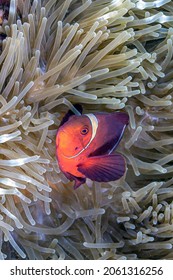 Coral reef in South Pacific off the coast of the island of Sulawesi, ,clownfish