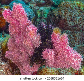 Coral reef in South Pacific off the coast of the island of Sulawesi
