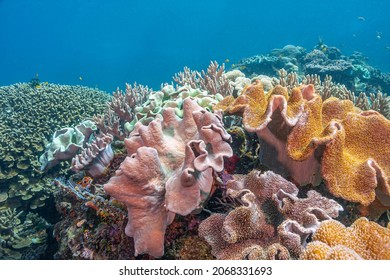 Coral reef in South Pacific off the coast of the island of Sulawesi