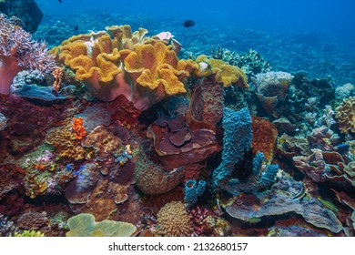 Coral reef in South Pacific off the coast of North Sulawesi