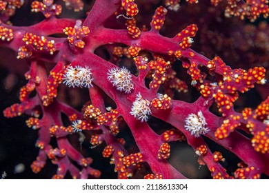 Coral Reef In South Pacific,Alcyonium Glomeratum Or Red Sea Fingers Is A Species Of Soft Coral In The Family Alcyoniidae.