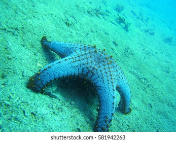 coral reef starfish underwater