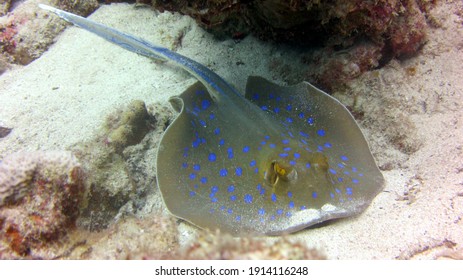 Coral Reef And Sting Ray Fish Of The Red Sea In Egypt