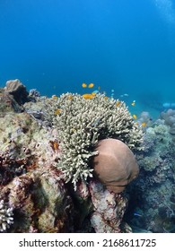 Coral reef surin island Thailand butiful hard coralreef