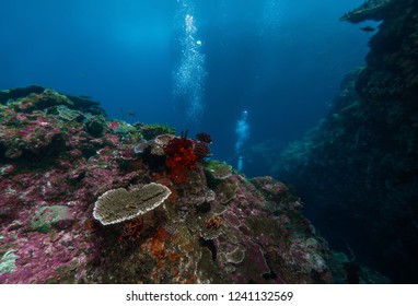 Coral reef, Tepekong, Bali, Indonesia