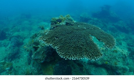 A Coral Reef That Is Still Standing Among The Damage To Other Coral Reefs.