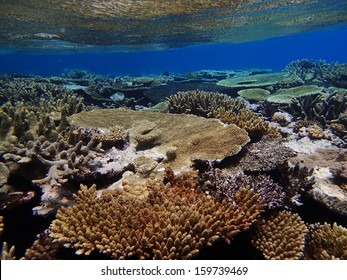 Coral Reef Tonga Stock Photo 159739469 | Shutterstock