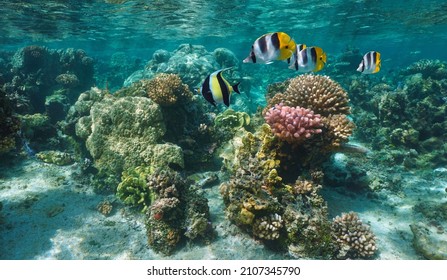 Coral reef with tropical fish in the ocean, shallow underwater seascape, south Pacific, Bora Bora, French Polynesia