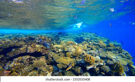 673 Underwater world singapore Images, Stock Photos & Vectors ...