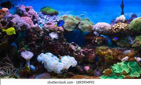 Coral Reef And Tropical Fish In Sunlight. Singapore Aquarium