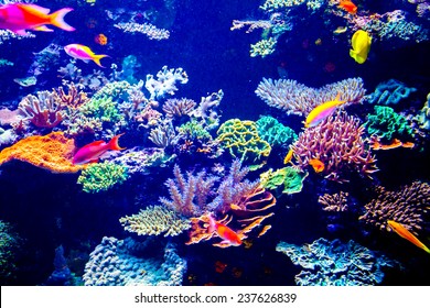 Coral Reef And Tropical Fish In Sunlight. Singapore Aquarium