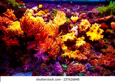 Coral Reef And Tropical Fish In Sunlight. Singapore Aquarium