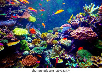 Coral Reef And Tropical Fish In Sunlight. Singapore Aquarium