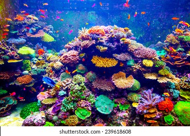 Coral Reef And Tropical Fish In Sunlight. Singapore Aquarium