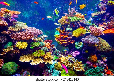 Coral Reef and Tropical Fish in Sunlight. Singapore aquarium - Shutterstock ID 243413140