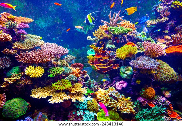 珊瑚礁和热带鱼在阳光下 新加坡水族馆库存照片 立即编辑