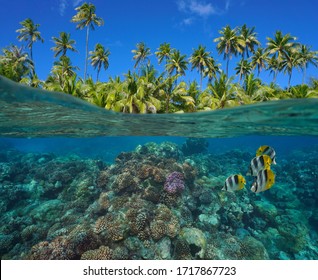 Coral reef with tropical fish underwater and green foliage of coconut palm trees, split view over and under water surface, French Polynesia, Pacific ocean, Oceania