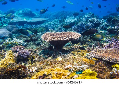 Coral Reef And Tropical Fishes, Indian Ocean. Blue Water In Underwater