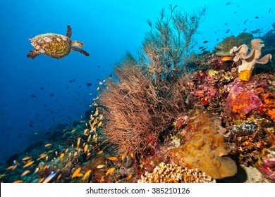 Coral Reef With Turtle