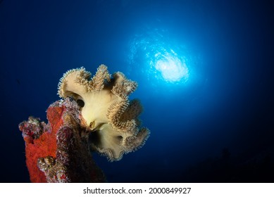 Coral Reef Under Water Photo