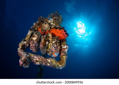 Coral Reef Under Water Photo