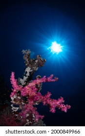 Coral Reef Under Water Photo