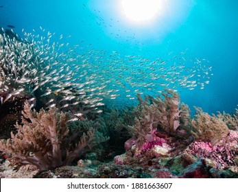 The Coral reef in underwater of Andaman Sea Thailand - Shutterstock ID 1881663607