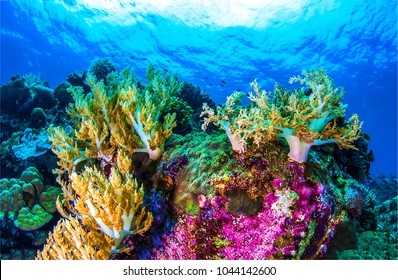 Coral reef underwater. Fish under the sea - Shutterstock ID 1044142600