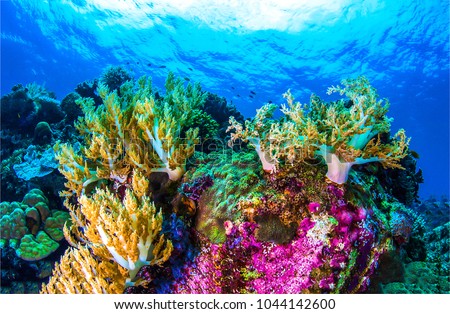 Coral reef underwater. Fish under the sea