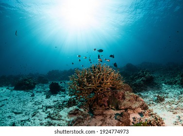 Coral reef in the underwater ocean Thailand