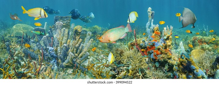 Coral reef underwater panorama with colorful marine life composed by tropical fishes and sea sponges, Caribbean sea