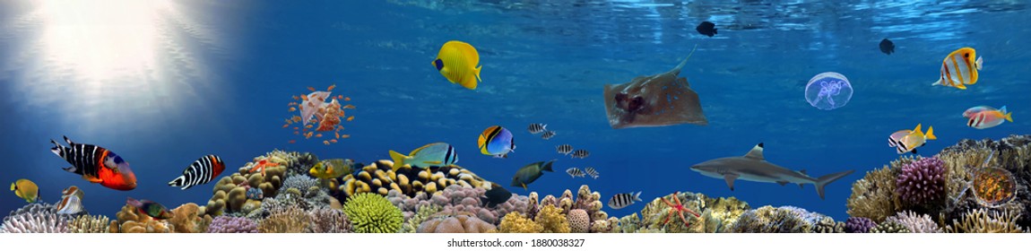 Coral reef underwater panorama with school of colorful tropical fish, Red Sea