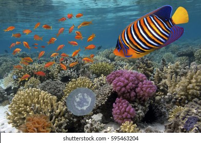 Coral Reef Underwater Panorama With School Of Colorful Tropical Fish