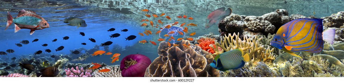 Coral reef underwater panorama with school of colorful tropical fish.