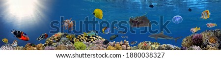 Coral reef underwater panorama with school of colorful tropical fish, Red Sea