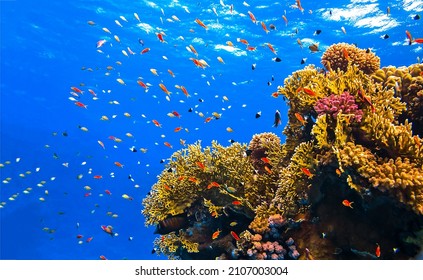 Coral reef underwater scene. Underwater coral fish shoal. Coral fishes underwater. Underwater landscape