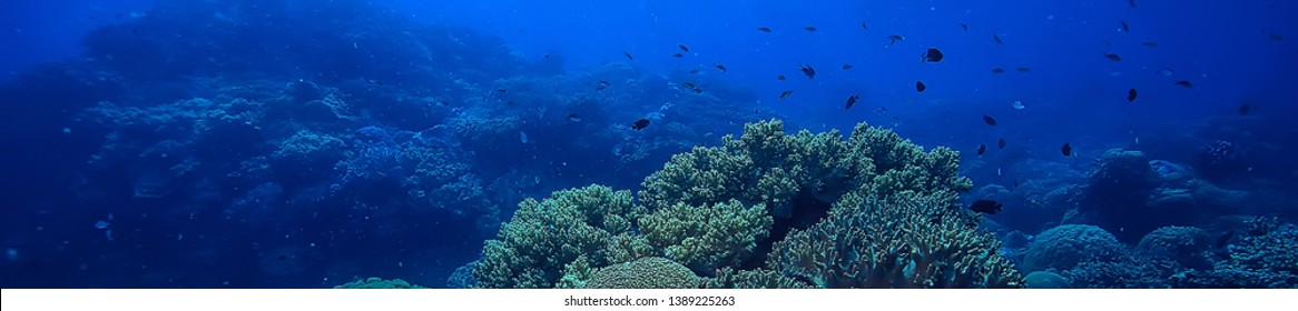 коралловый риф подводный/морской коралловый лагуна, экосистема океана