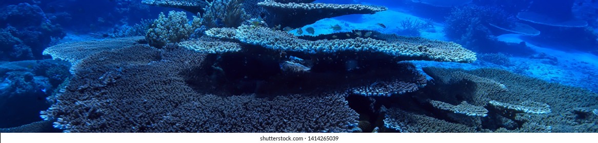 Coral Reef Underwater / Sea Coral Lagoon, Ocean Ecosystem