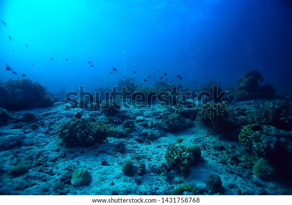 Coral Reef Underwater Sea Coral Lagoon Stock Photo 1431758768 ...