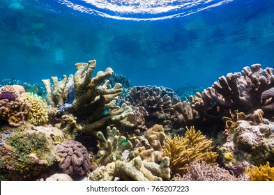 Coral Reef Of Urun Island, Batanta, Raja Ampat 