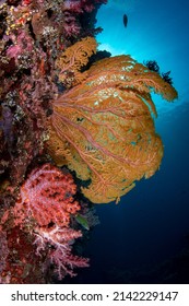 Coral Reefs At Liberty Ship Wreck, Tulamben. Underwater World Of Bali, Indonesia.