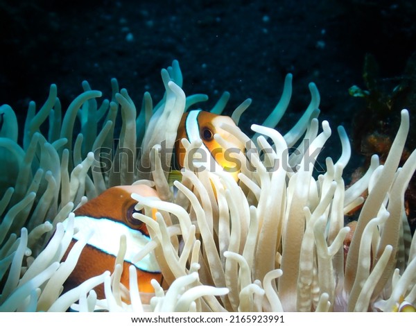 Coral Reefs Most Fragile Ecosystem On库存照片2165923991 | Shutterstock